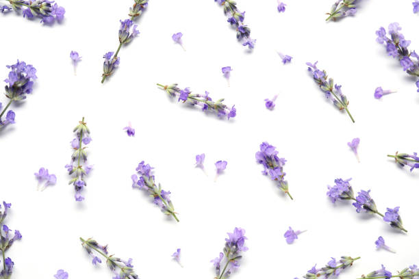 istock Beautiful aromatic lavender flowers on white background, flat lay 1920970332
