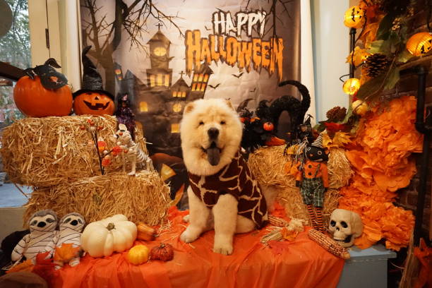 Dog the ween happy Halloween dog shot weben stock pictures, royalty-free photos & images