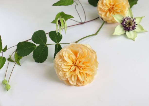 istock spring flowers on white background.rose and clematis flowers. 1921035045