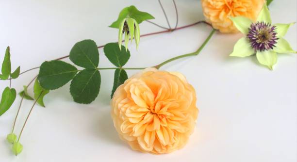istock spring flowers on white background.rose and clematis flowers. 1921035049