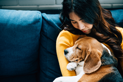 In their living room, a young Asian woman and her Beagle dog share a nap on the sofa, epitomizing the concept of trust, happiness, and relaxation at home. Pet love