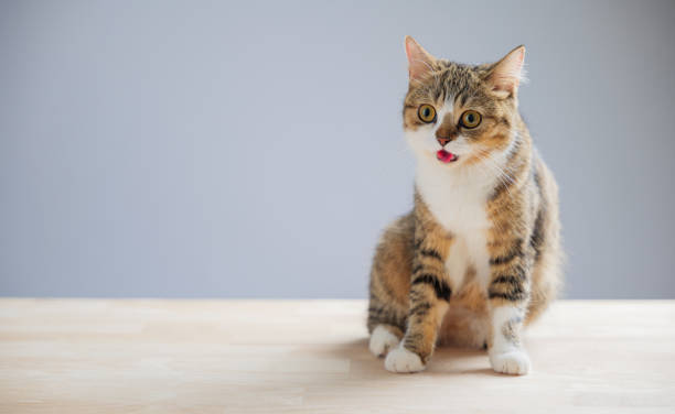 istock A cheerful and playful little grey Scottish Fold cat is isolated on a white background in this beautiful cat portrait. 1921047592