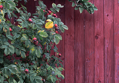 Rosehip bush with ripe fruits on the background of a wooden wall in Porvoo, Uusimaa, Finland