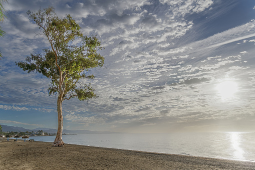 sunrise seascape with a large eucalyptus tree on the beach in Málaga, Andalusia, Spain