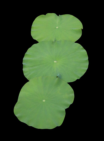 Close up green leaf of lotus or water lily tree isolated on black background. Top view of green leaves bush.