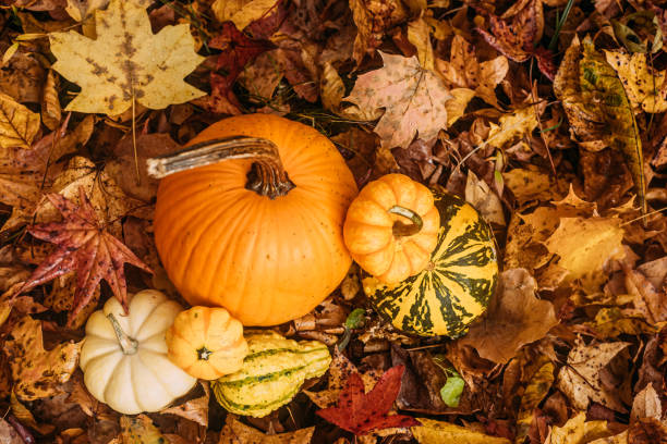 istock Group of pumpkins in fall leaves during autumn 1921078677