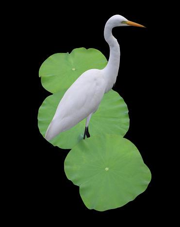Heron or Bittern or Egret on lotus leaves isolated on black background