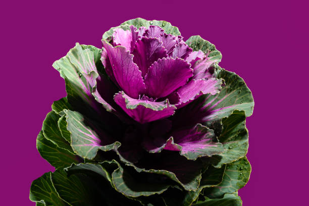 dekorative brassica oleracea cabbage flower - dekorative stock-fotos und bilder