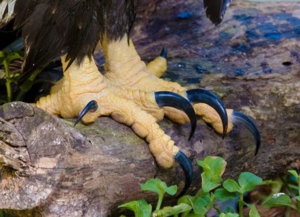 istock close view of eagle talons, claws on log 1921082870