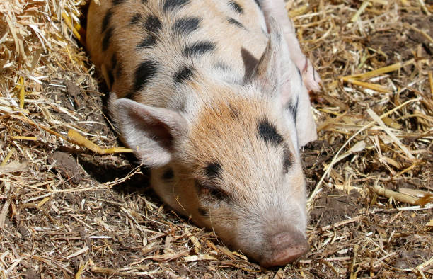 istock Looking down on a black spotted piglet sleeping in yellow straw. 1921083975