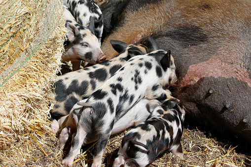 Rural springtime scene of a litter of hungry piglets feeding from their sow mother.