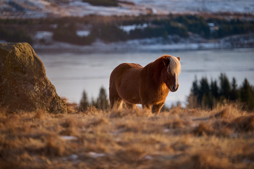 Flaxen horse grazing in valley on sunny day in Reykjavík, Reykjavíkurborg, Iceland