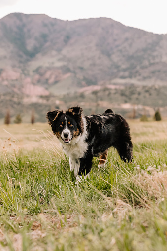 Australian Shepherd mix in green field in mountains of Colorado in United States, Colorado, Lakewood