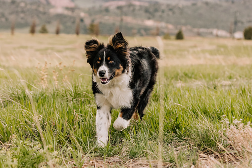 Australian Shepherd mix running in field in mountains of Colorado in United States, Colorado, Lakewood