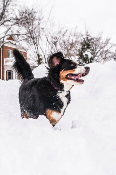 Bernese Mountain Dog romps through snow in Reading, Pennsylvania, United States