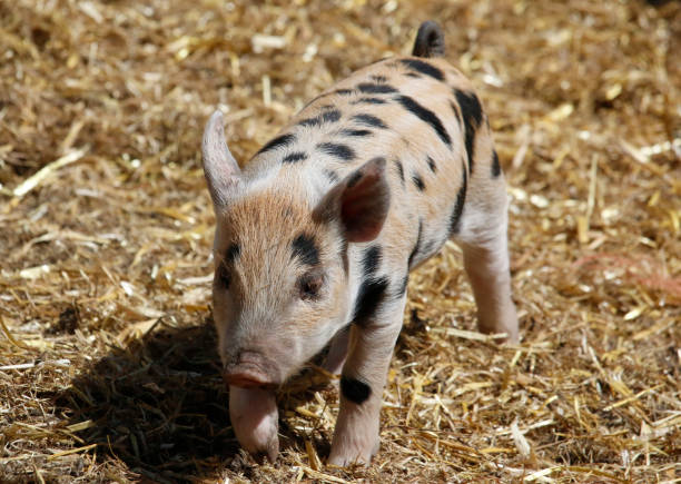 istock Beige and black spotted piglet moving towards the camera. 1921104640