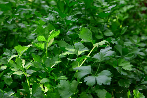 Close-up of Parsley growing on plant in Kanchanaburi, Kanchanaburi, Thailand