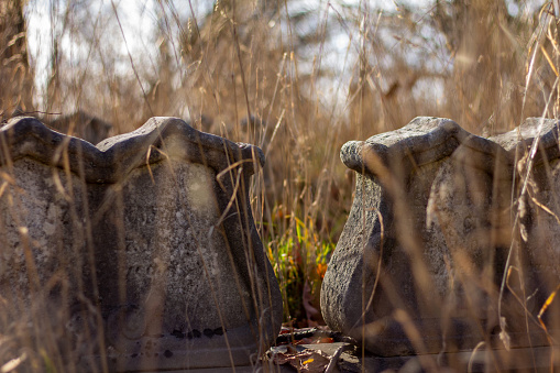 Grave stones hidden by tall grass in Albany, New York, United States