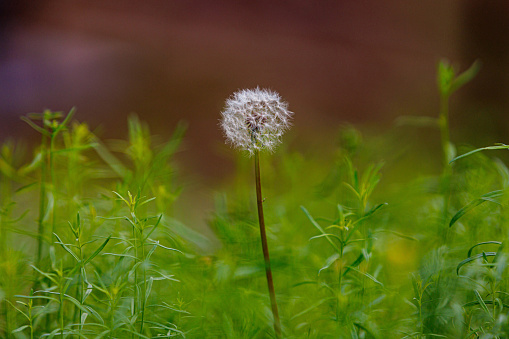 Photo of dandelion puffball in summer in Adirondack, New York, United States