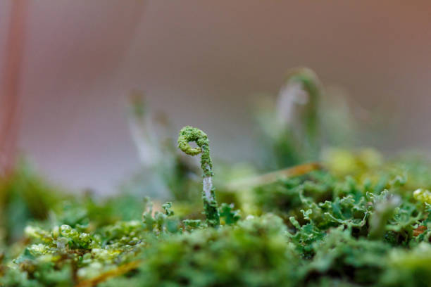 istock Detailed macro photograph of moss 1921110566
