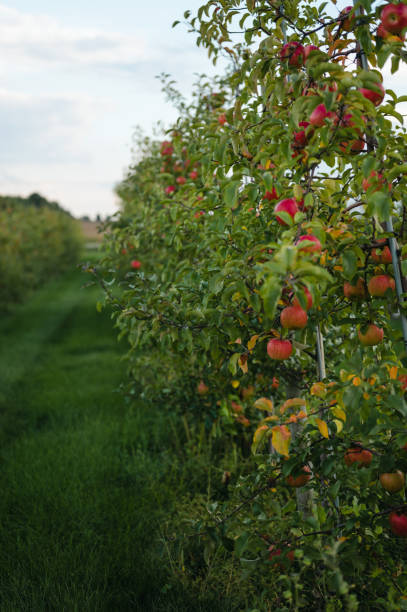 istock Ripe apples growing on trees in a row in apple orchard 1921111022
