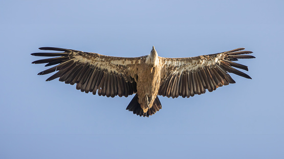 soaring vulture with wings outstretched in full flight in Duratón, Castile and León, Spain