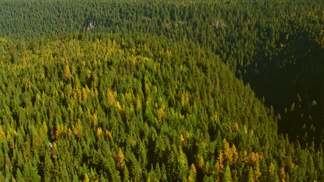 AERIAL Above a dense forest near Mt. Hood in Oregon on a sunny day