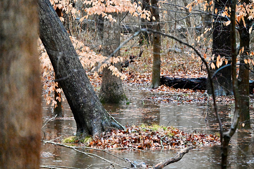 An area of low-lying woodlands along a stream in a flood plane fills with water during heavy rains in a forested area.