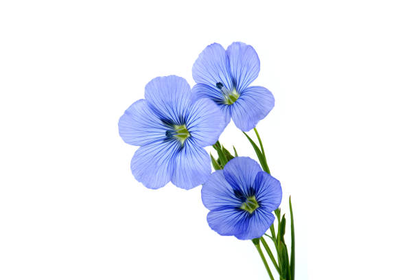 istock Vibrant blue common flax flower in close up 1921116026