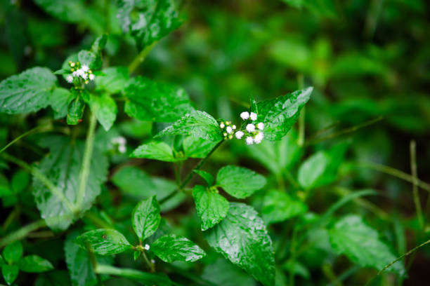 ageratum conyzoides의 꽃의 근접 촬영 일컬어 열대 whiteweed, 빌리 염소 식물, 염소 잡초, bluebonnet, 파란 정상, 백색 모자, 별꽃, 빌리 산양 잡초 등등. - whiteweed 뉴스 사진 이미지