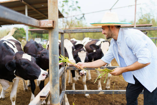 istock Livestock farmer portrait. 1921139356