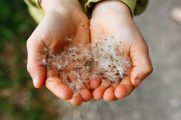 istock dandelion seeds in hands of a child 1921169610