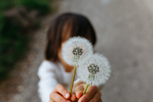 upper view on bouquet of white dandelion flowers hold by little child