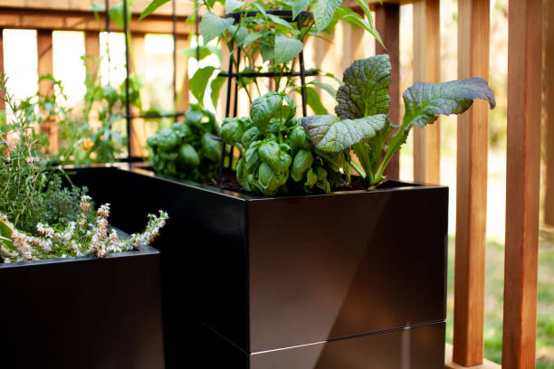 istock Herbs and vegetables grow in black metal planters 1921170662