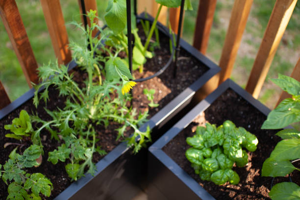 istock Herbs and vegetables grow in black metal planters 1921170664