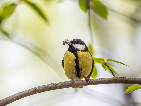 Great Tit sitting in a hedge with flys in its beak