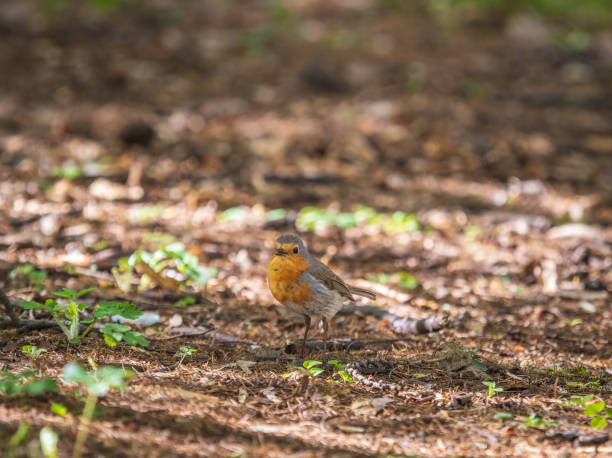 istock European Robin, Erithacus rubecula, song bird sits on ground in the spring forest or park 1921186143
