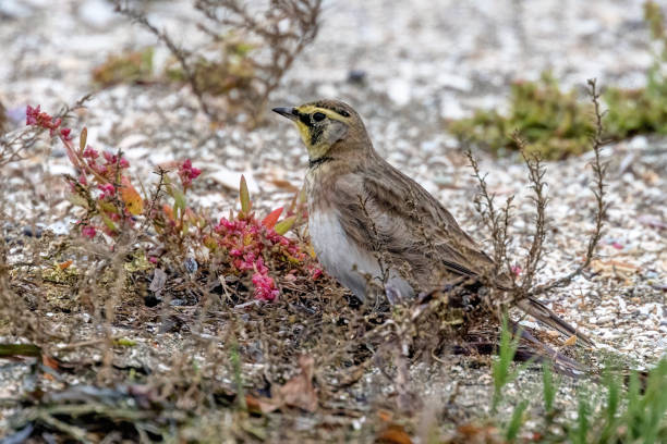 istock male horned lark running, Surrey, BC, Canada 1921203623