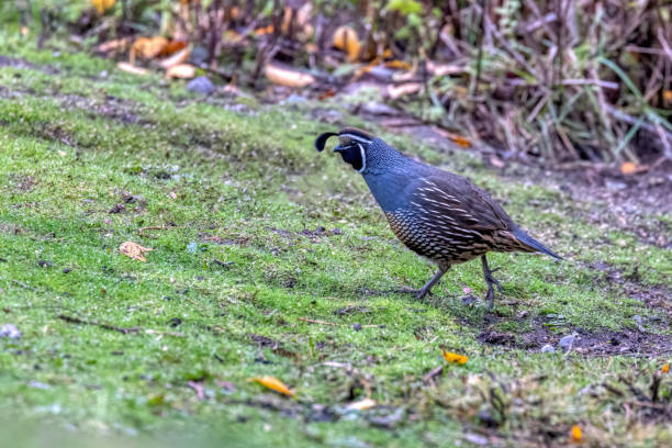 istock California Quail, Delta, BC, Canada 1921204147