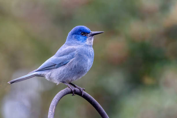 pinyon jay, West Vancouver, BC, Canada pinyon jay, West Vancouver, BC, Canada pinyon jay stock pictures, royalty-free photos & images