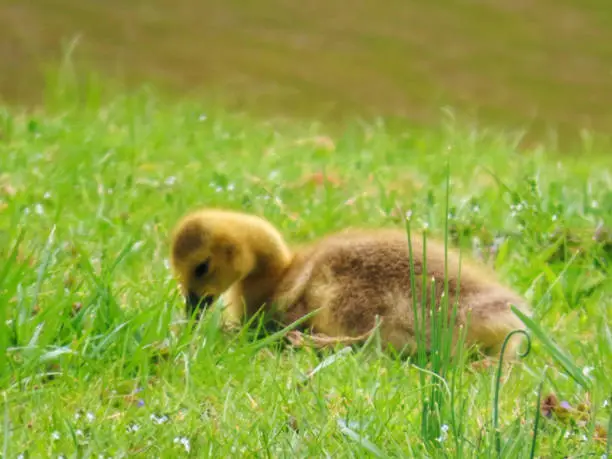 A sleeping Canadian Goose gosling