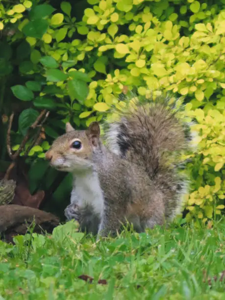 A Grey Squirrel sneaking out of the bushes to see what it can find