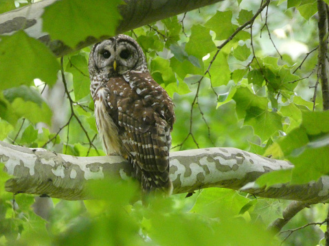 A curious Barred Owl in a tree