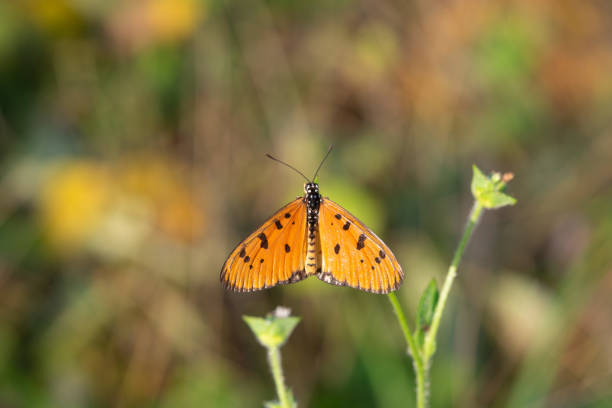 istock yellow butterfly with a beautiful background, 1921258872