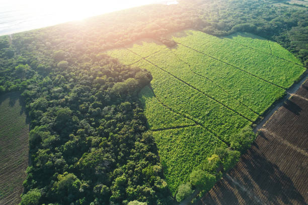 istock Green sugar cane crop field 1921266463