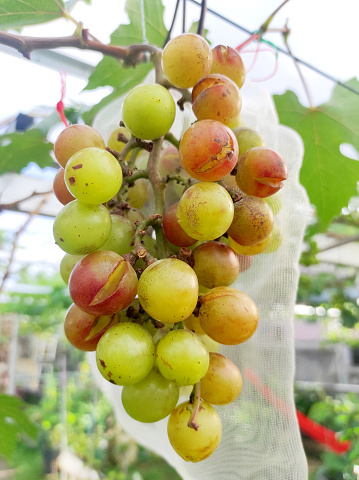 Grapes crack as they mature due to being attacked by fungal pests