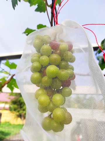 Grapes are wrapped in nets to avoid pest attacks