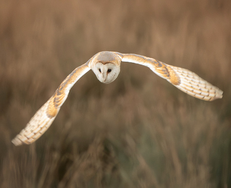 Barn owl searching for food