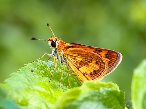 Potanthus omaha, commonly known as the lesser dart, is a species of skipper butterflies.
