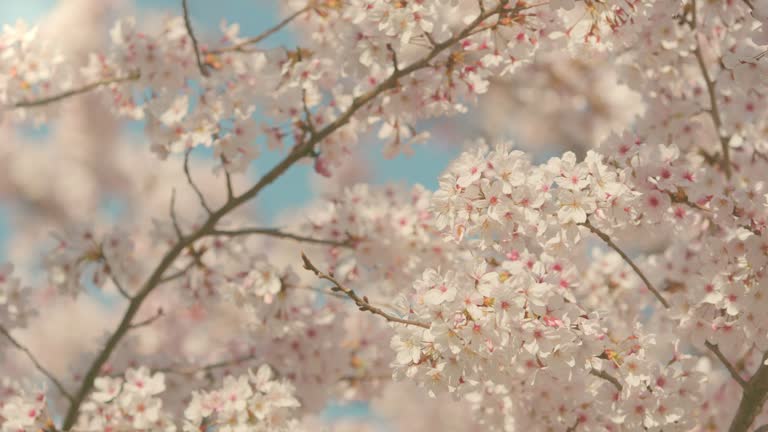 Cherry blossoms or sakura flowers in full bloom swaying in wind in spring, Flora or outdoor, Nobody